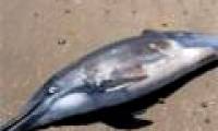 Kill dolphins as prey for shark hunting