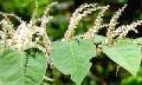Kill plants with insects