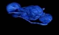 Killer bee parasites hidden in flies pupae 35 million years