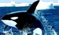 Killer whales and white sharks: Who is the sea god?