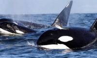 Killer whales carrying dead salmon leave scientists baffled
