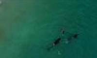 Killer whales encircle seafarers in New Zealand