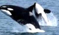 Killer whales sneak in fishermen to cut all fish