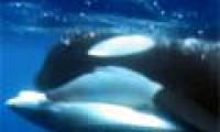 Killer whales tore tiger sharks into pieces