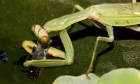 Killing prey in just 60 milliseconds: Mantis are truly 'martial arts masters' in the animal world