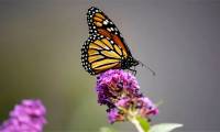 King Butterfly - The famous North American butterfly is in danger of extinction