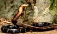 King cobra - The world's largest reading venom