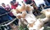 'King mushroom' is almost a meter tall in China