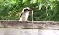 Kingfishers are hungry to swallow the snake for 10 minutes