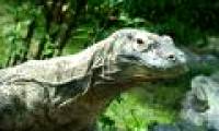 Komodo dragons use venom to kill prey