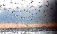 La Nina may be the cause of a pandemic