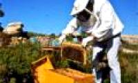 Lack of honey bees, crop yields in many countries are threatened