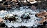 Lake asphalt - Natural asphalt workshop