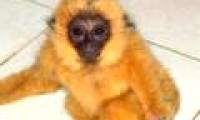 Lam Dong rescues precious black gibbon