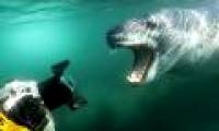 Landscape of fantasy hunting under the ocean