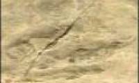 Large fossil dinosaur footprints discovered