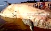 Large whale sharks, like trucks, rush to the Indian coast