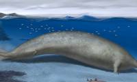 Largest creature on Earth discovered