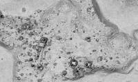 Laser scanning reveals hundreds of 1,800-year-old Maya 'ghosts' in the forest