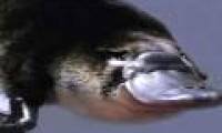 Latest weapons against antibiotic resistance - Platypus milk