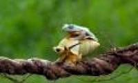 Lazy frog, go for snails