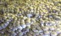 Learn about exotic mushrooms in Japanese cuisine (2)