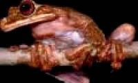 Learn about frogs recently extinct Rabbs