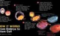 LEARN ABOUT ORIGINAL CELL (Part 1)