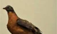 Learn about the existence of billions of birds