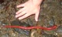Learn about the new giant red leech species found in Indonesia