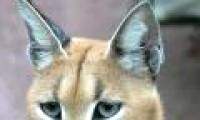 Learn about the wild cat Caracal