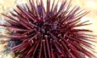 Learn how sea urchins catch carbon dioxide
