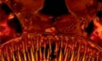 Learn species of jaws filled with mysterious sharp teeth