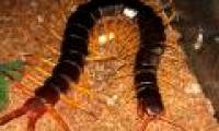 Learn the mysteries of centipedes that amaze you