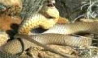 Learn the second poisonous snake in the world