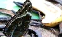 Learn the terrible eating habits of butterflies