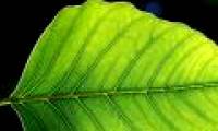 Leaves have internal thermostats