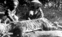 Legend of the tiger tiger U Minh