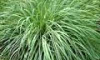 Lemongrass planting techniques are convenient for every home