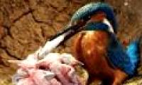 Life of kingfisher family