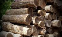 Lignum Vitae - One of the rarest and most expensive woods in the world, favored by Europeans