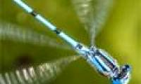 Limitation of insects and climate change