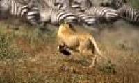 Lion attack zebra