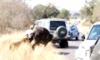 Lion attacked water buffaloes in the middle of the street