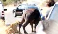 Lion attacked water buffaloes on the street