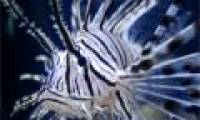Lion fish threatens the Atlantic Ocean