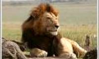 Lions in Kenya are about to become extinct