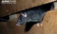 List of 'culprits' spreading deadly plague