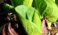 Listed 7 species of 'most smelly' flowers in the world
