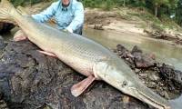 'Living fossil' fish haven't evolved in 100 million years